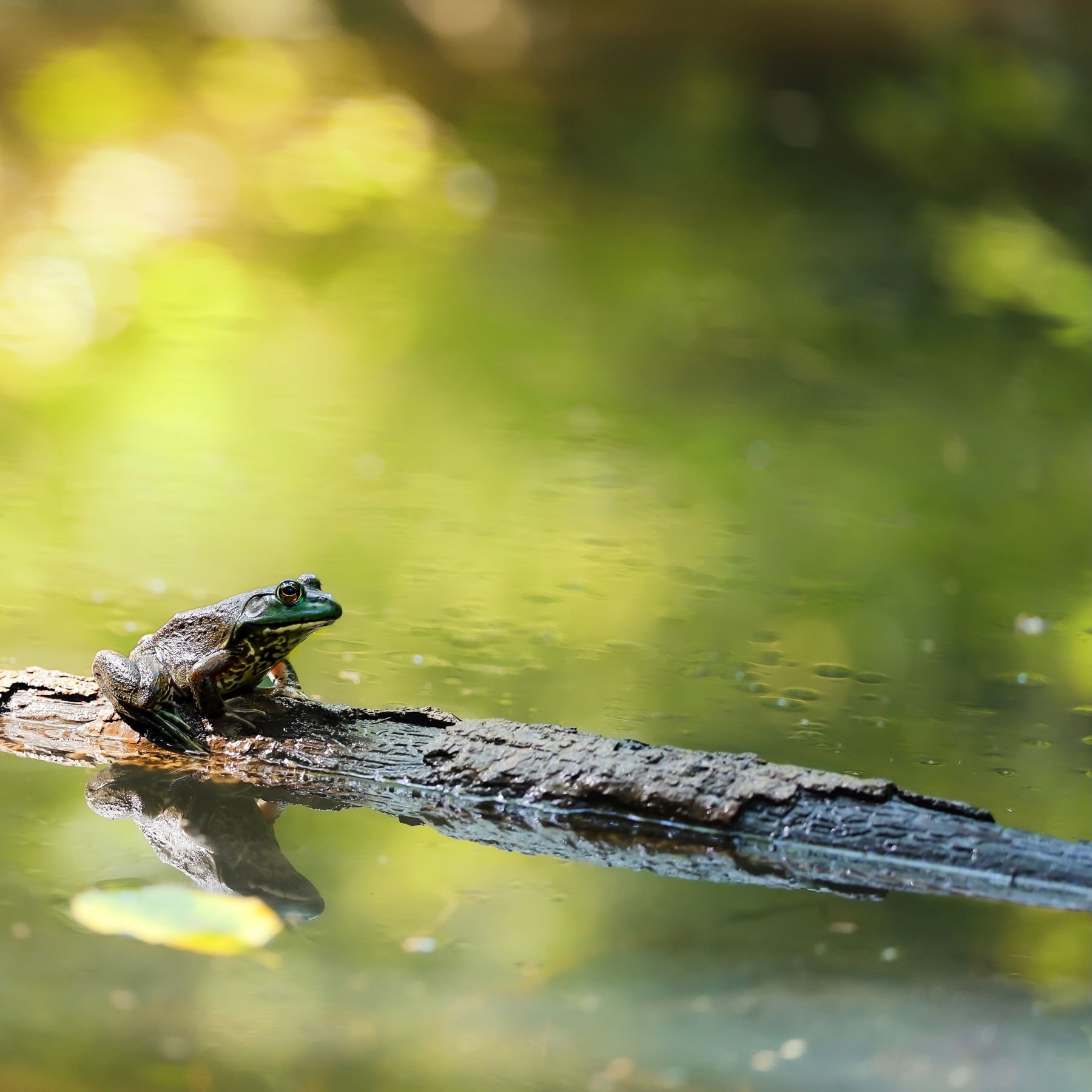 Frog sitting on a log in a pond