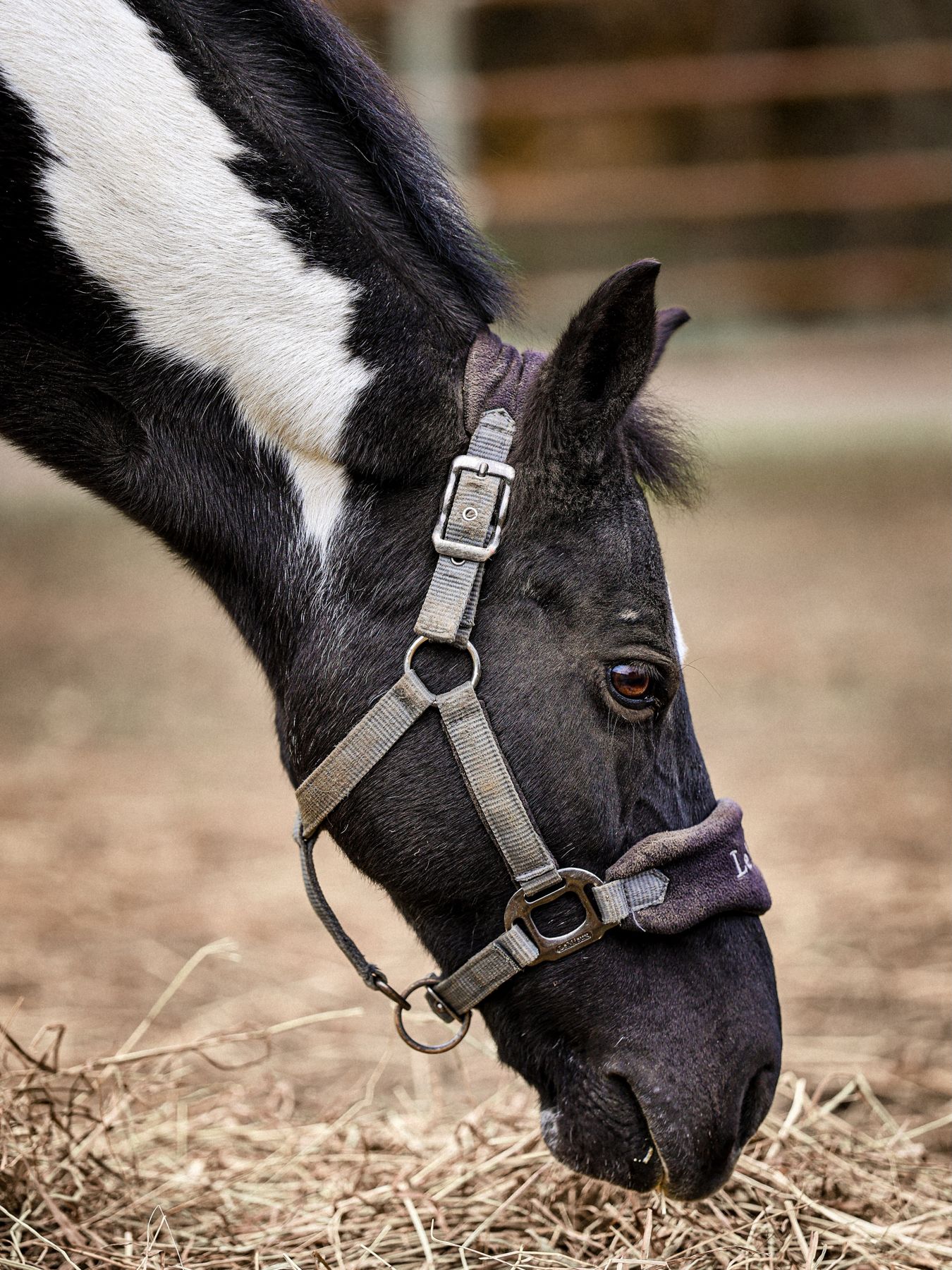 Black and white paint horse grazing, close-up