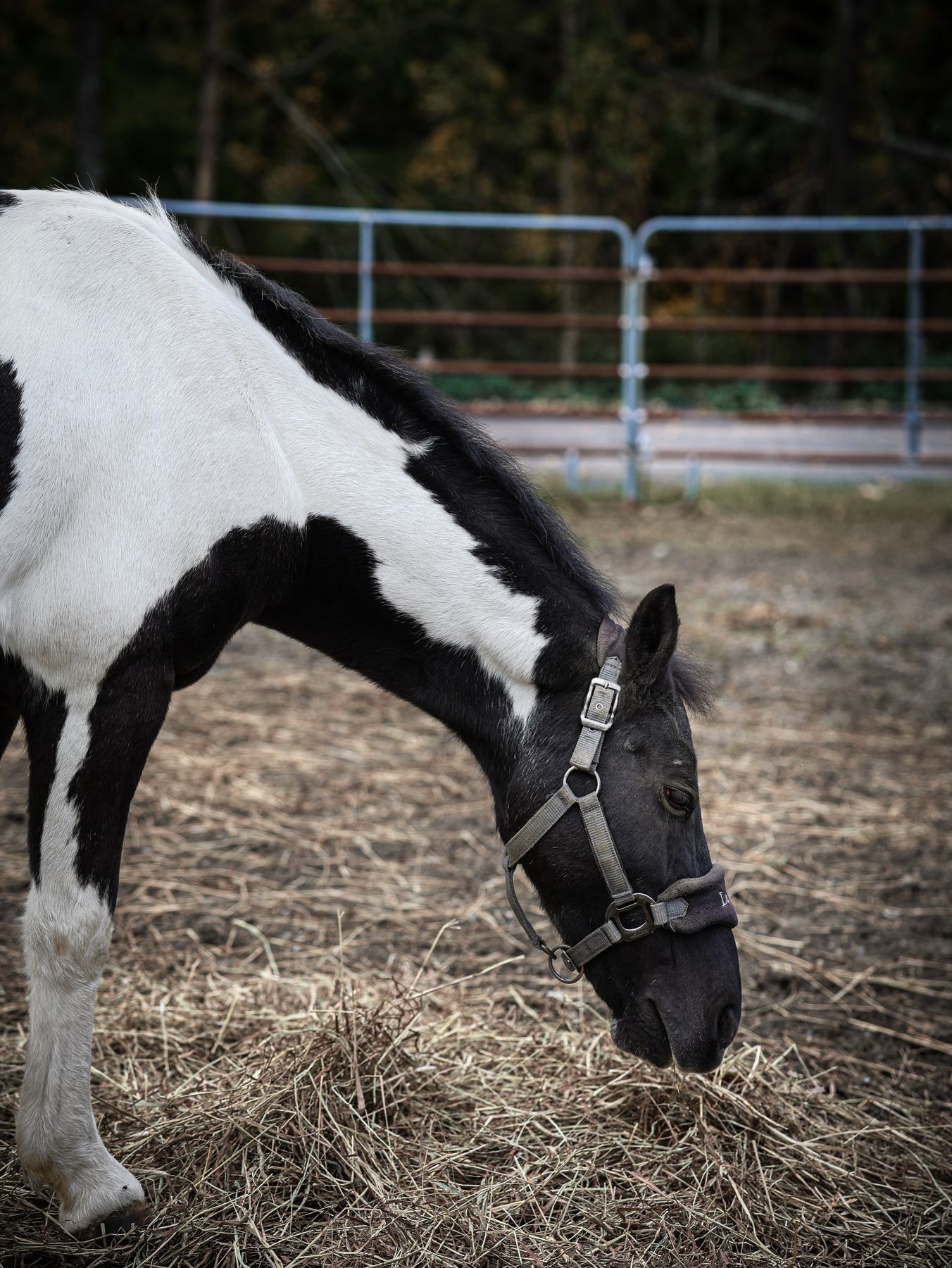 Paint horse grazing on hay