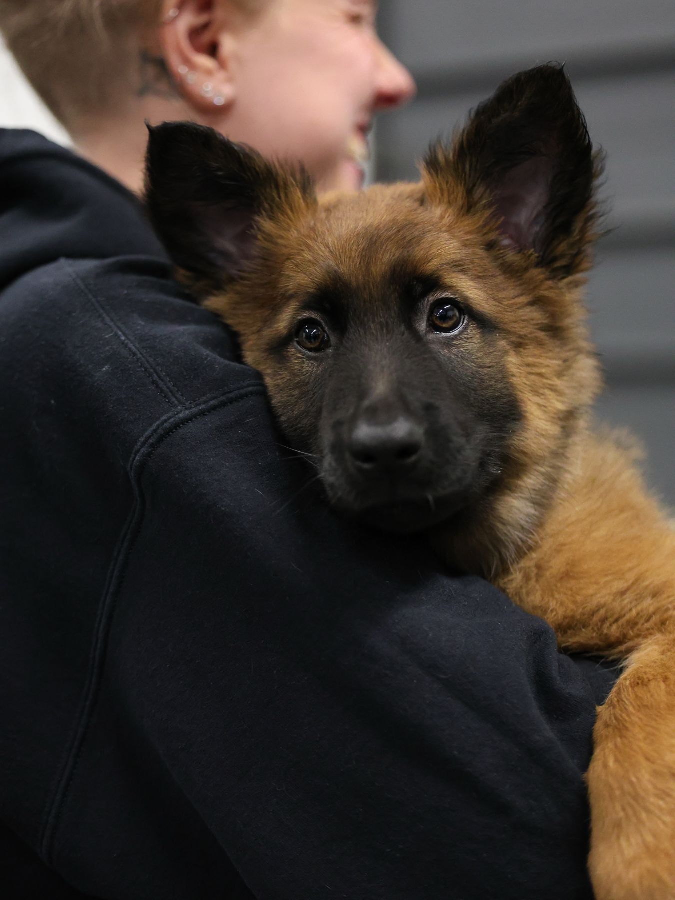 Malinois puppy held by owner