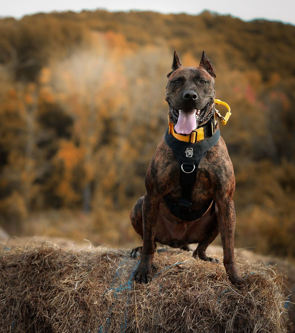 Brindle dog posing on a hay bale at the farm