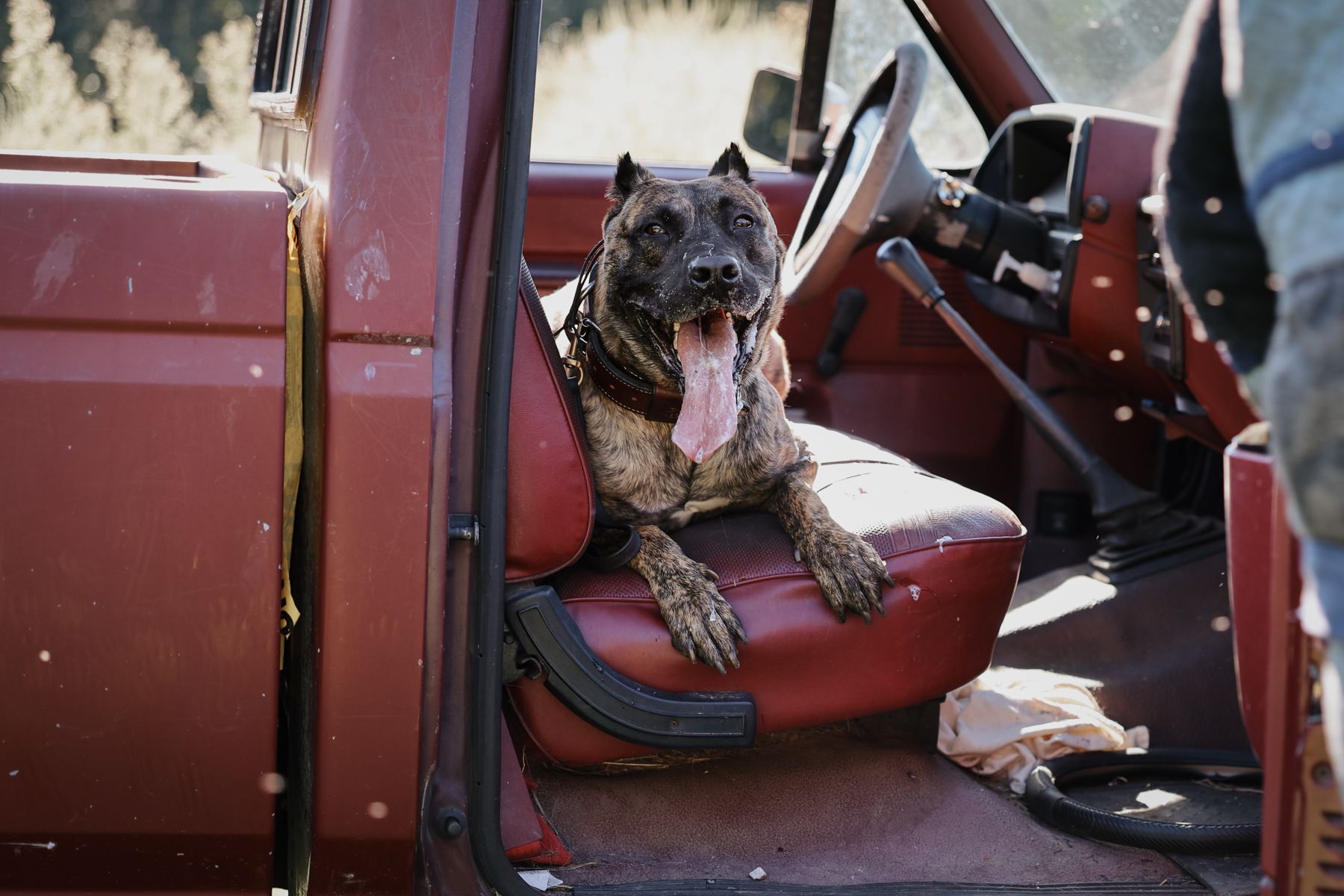Brindle dog sitting in a red truck