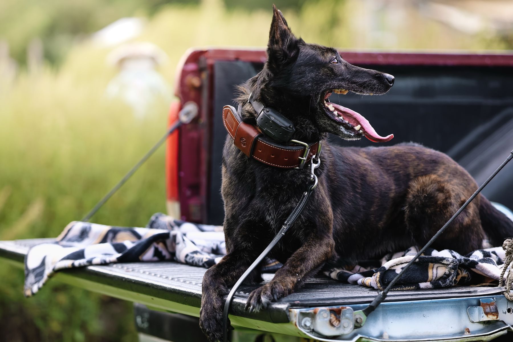 Dutch shepherd lying in a truck bed