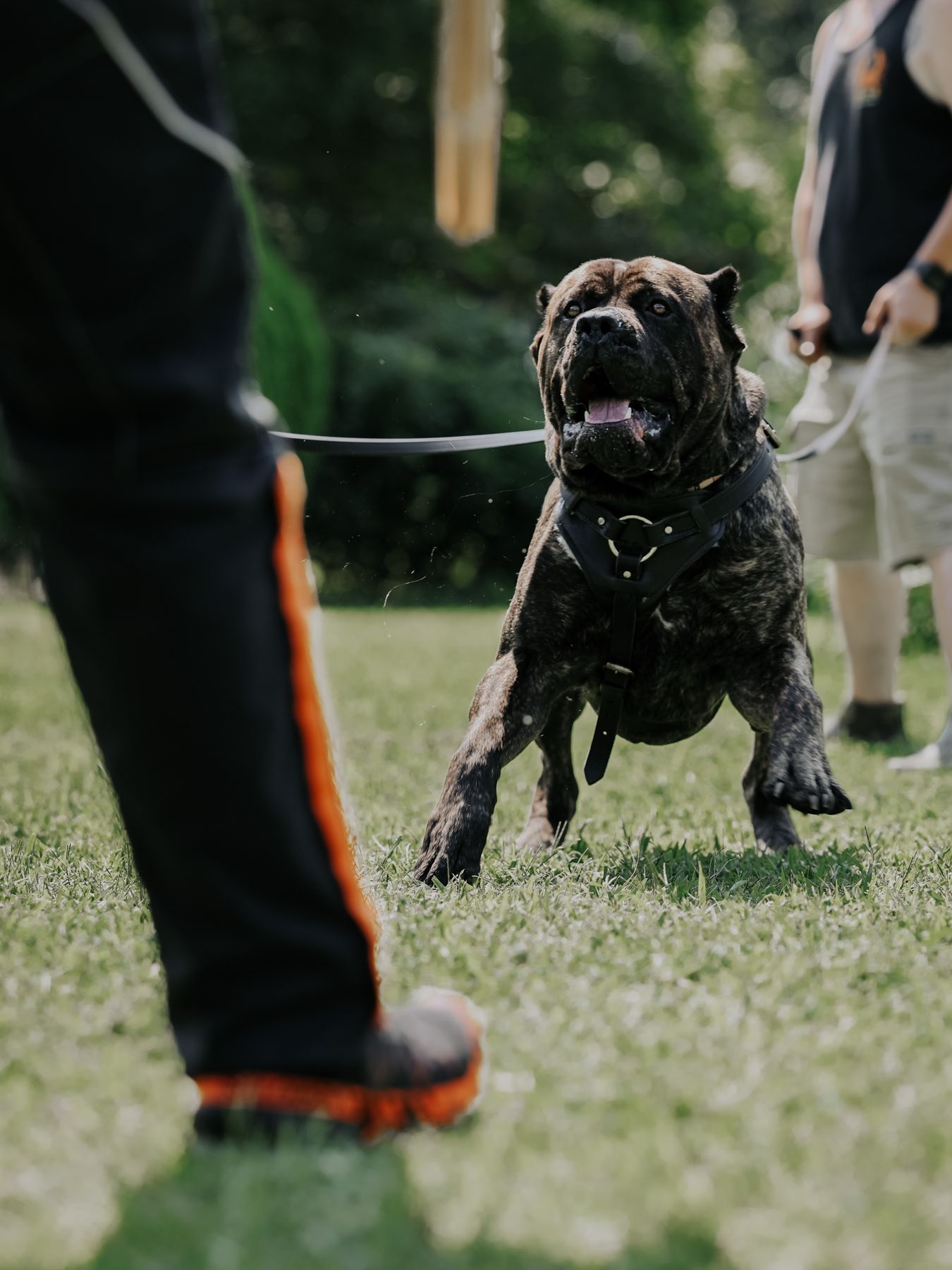 Mastiff charging toward camera