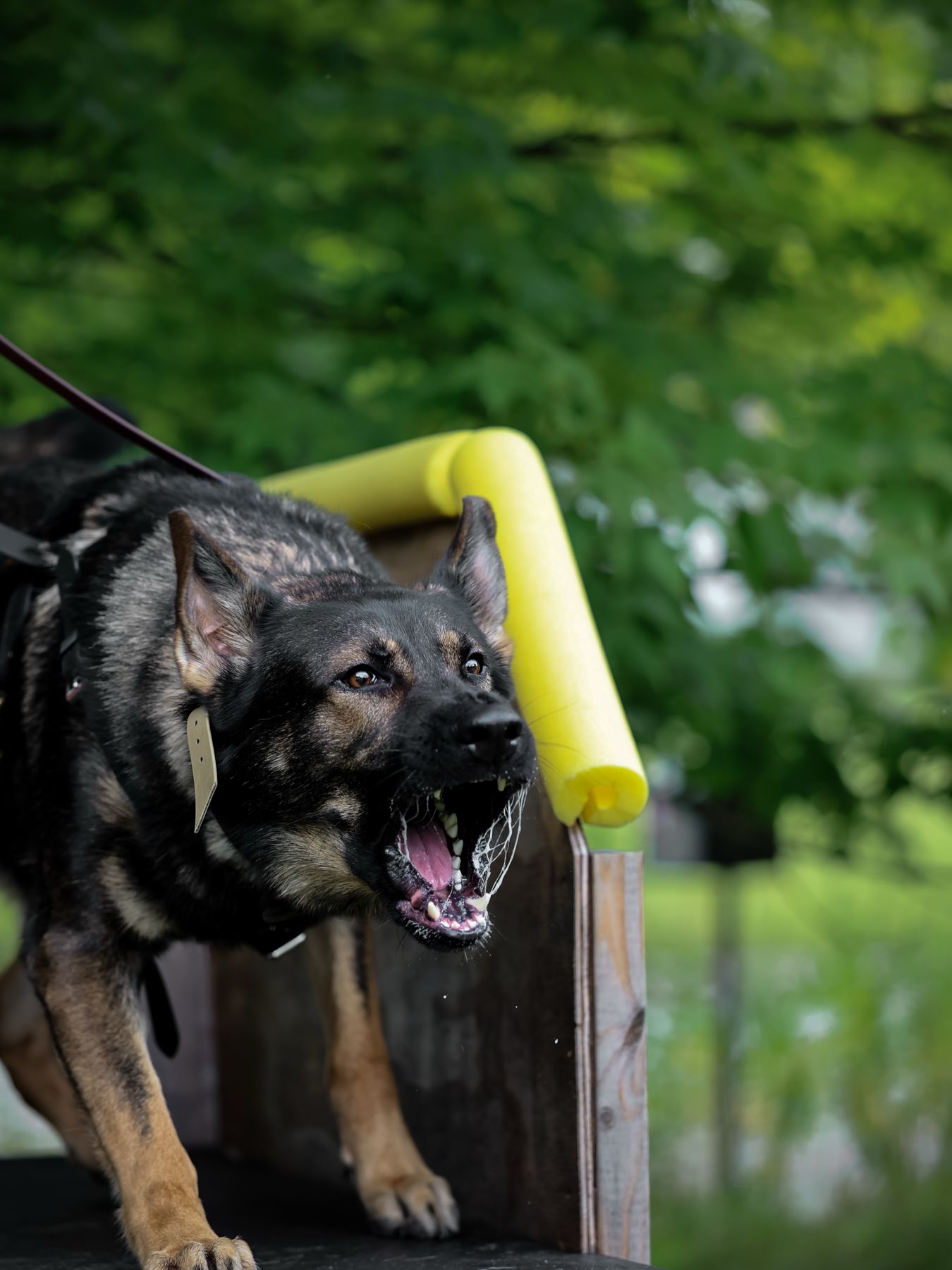 Shepherd launching over a jump